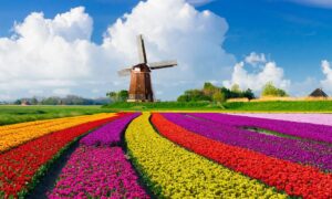 The picture shows a Dutch landscape: windmill and tulips.